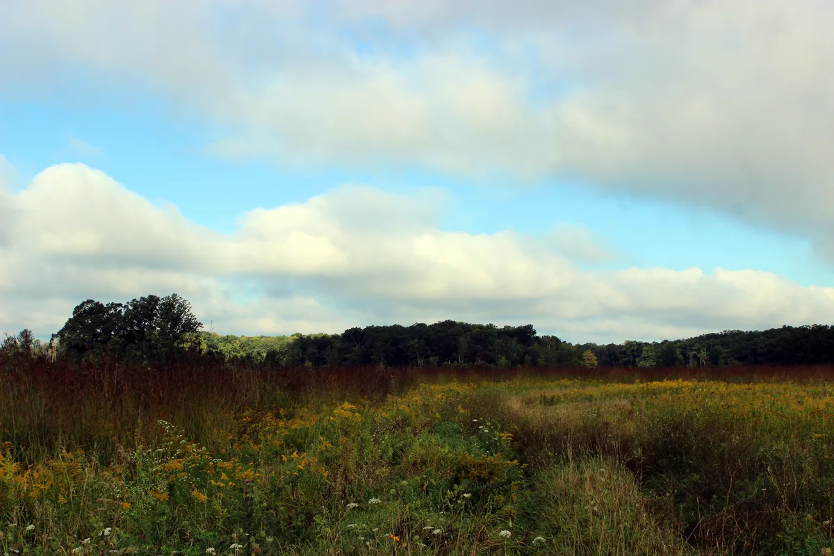The same Waterloo land today — a wild meadow and woods that have reclaimed the cleared 1936 farmland.